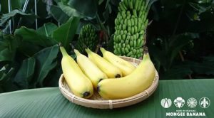 凍結解凍覚醒　技術　もんげーバナナ　投資　儲かる農業　